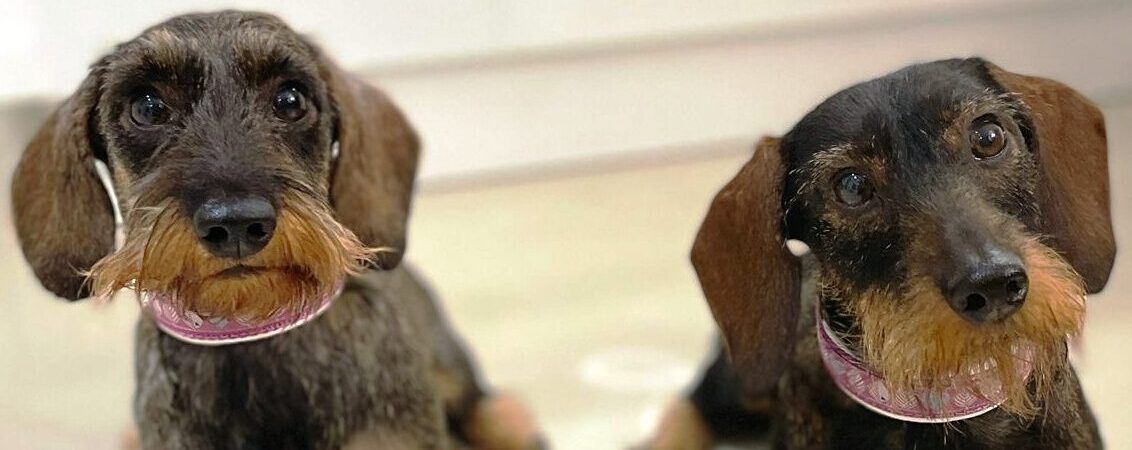 Dackeliges Halsbänder für Dackel